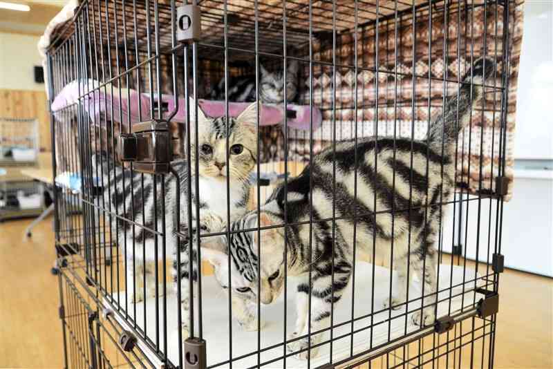 熊本県動物愛護センターで譲渡を待つ猫。センターの収容率は100%を超えている＝11日、宇城市