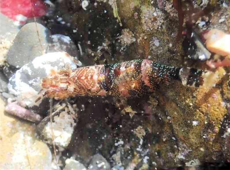 海藻のある潮だまりで見られるアシナガモエビモドキ