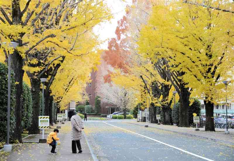 鮮やかに色づいた熊本学園大のイチョウ並木で落ち葉を拾う親子連れ＝18日、熊本市中央区