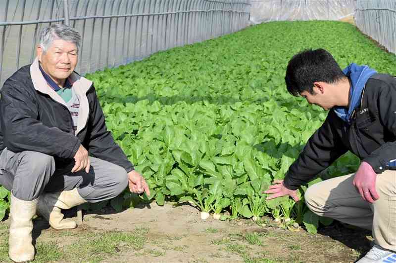 JA職員とスズナ（カブ）の生育状況を確かめる河津哲文さん（左）＝17日、南小国町