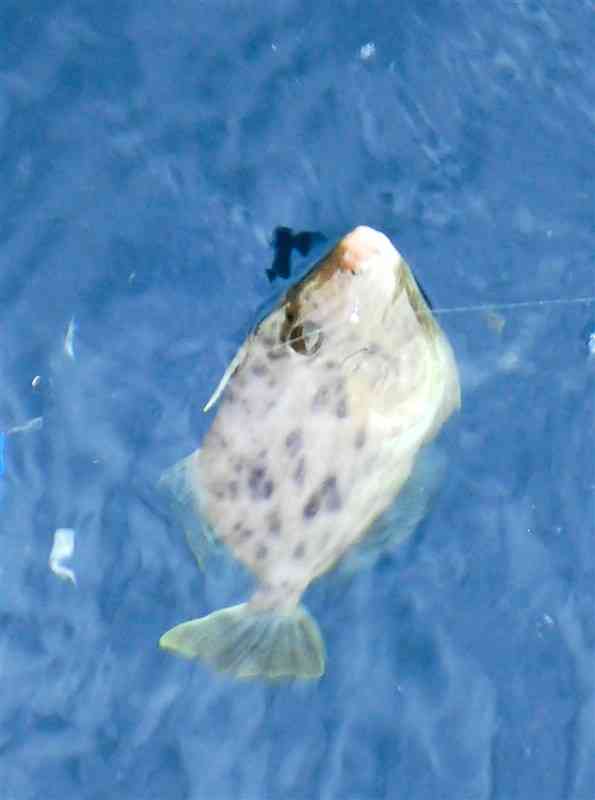 入れ食いを堪能させてくれたカワハギ＝天草市倉岳町