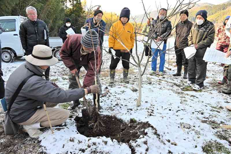 雪が積もったクリ園で、苗木の植え方を学ぶ参加者＝10日、山鹿市