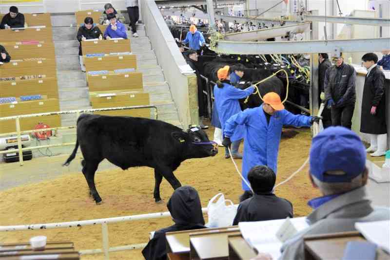 県家畜市場に出品された子牛＝10日、大津町