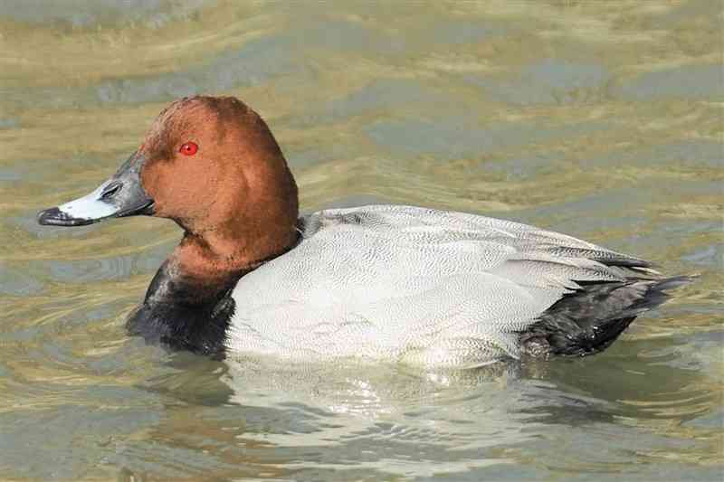 海ガモの仲間ホシハジロ