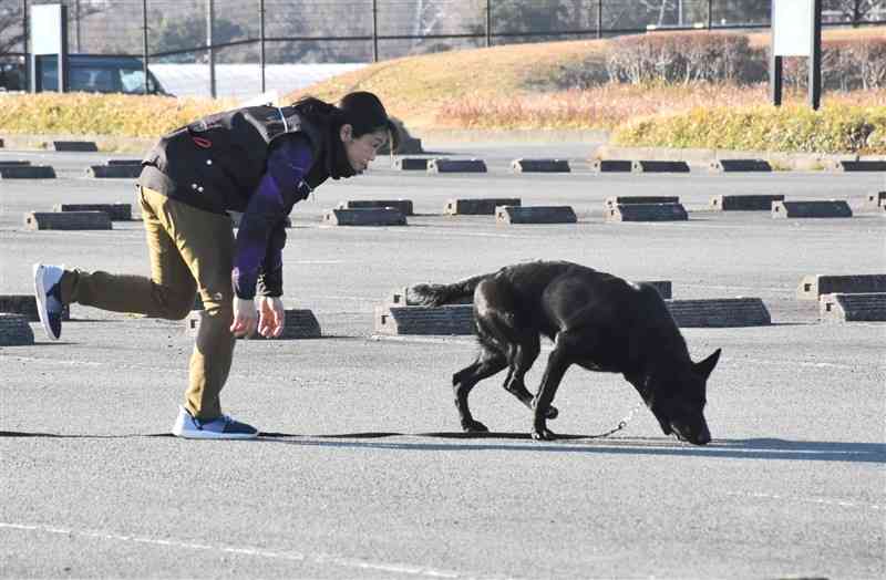 嘱託警察犬審査会の「足跡追及」で、においを頼りに足跡をたどる犬＝18日、菊陽町