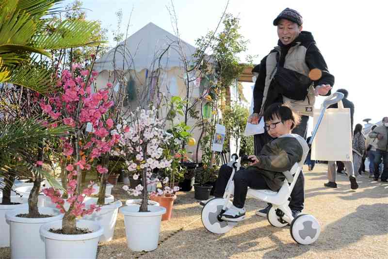 紅白のウメの花を楽しむ家族連れ＝25日、合志市