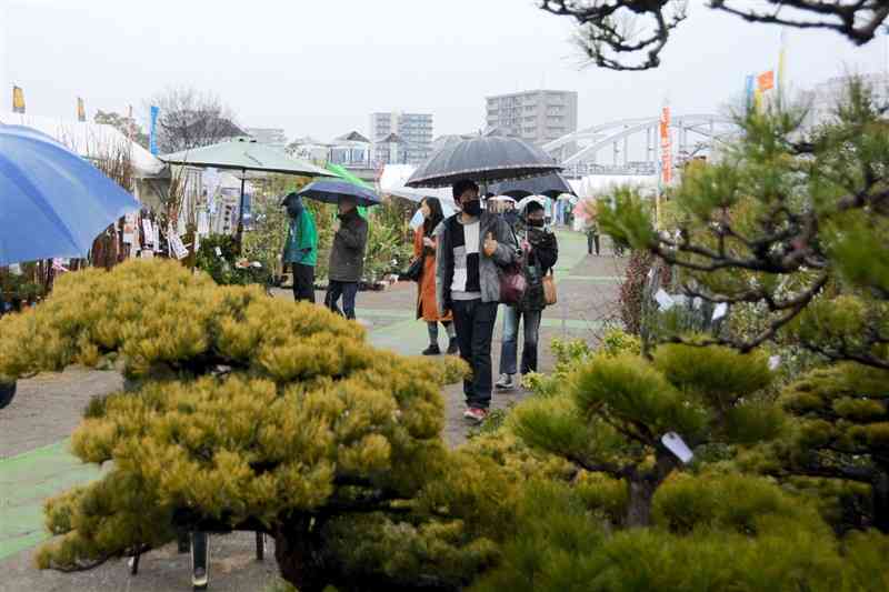 盆栽や鉢植えなど約70万点が並ぶ、くまもと春の植木市の会場＝1日、熊本市中央区