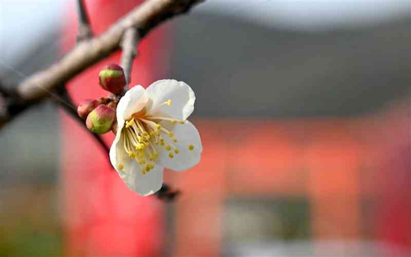 寒風の中、一輪だけ花開いた梅＝熊本市西区（石本智）