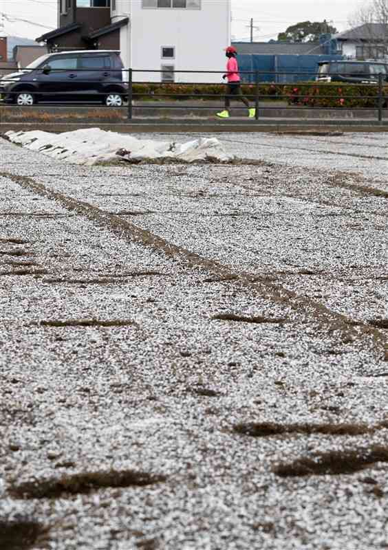 寒波に見舞われ、畑にうっすらと積もった雪＝4日午前7時50分ごろ、熊本市南区（石本智）