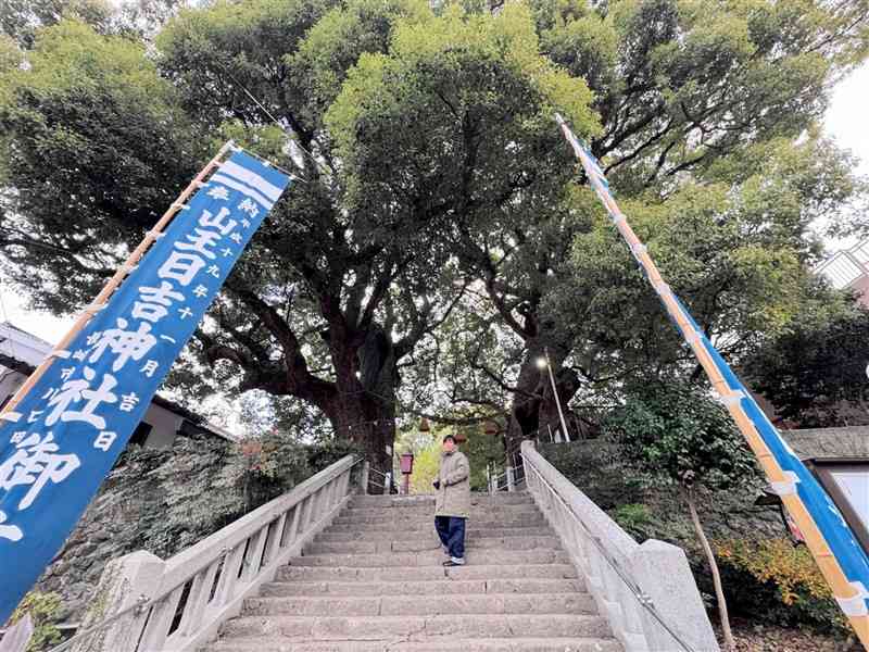 山王神社を訪ねた筆者の頭上で、枝葉を広げる被爆クスノキ＝1月、長崎市