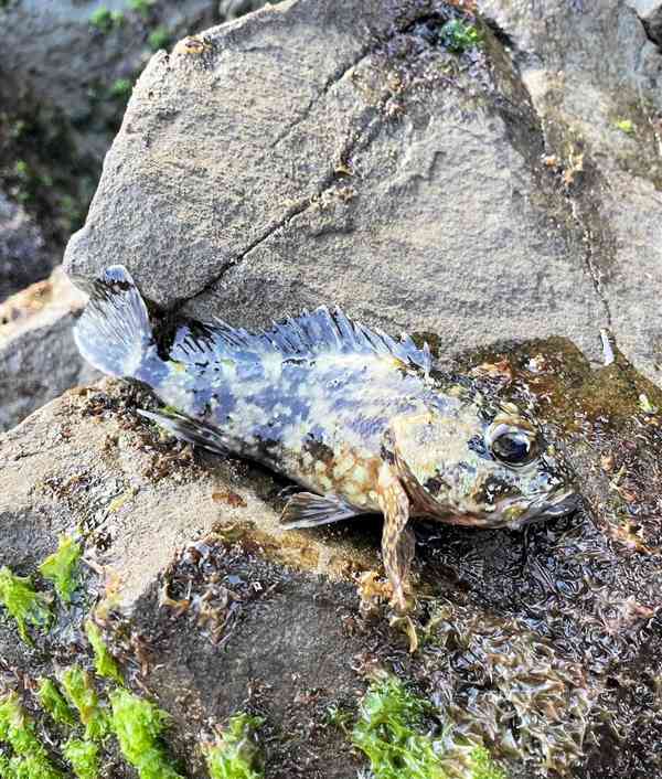 ガラカブが短時間で10匹以上ヒットした＝上天草市龍ケ岳町の樋島