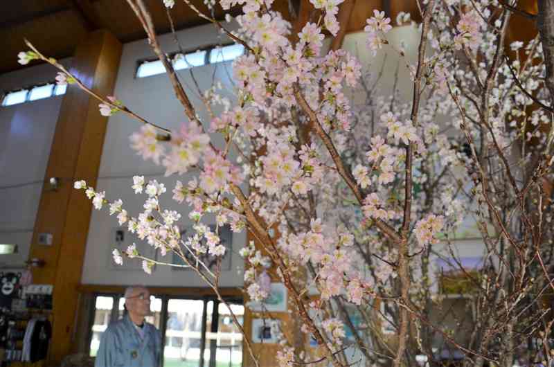 草枕温泉てんすいの玄関ホールに飾られた「てんすい桜」＝6日、玉名市