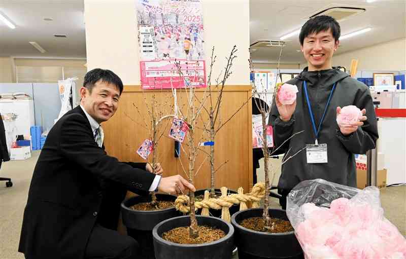 きくち桜マラソン大会に向けて、鉢植えのサクラを育てる菊池市職員。左が苗木を購入した笹本聖一さん＝10日、同市