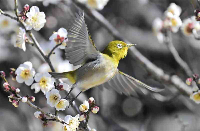 「友情の梅」を飛び交うメジロ＝20日、荒尾市