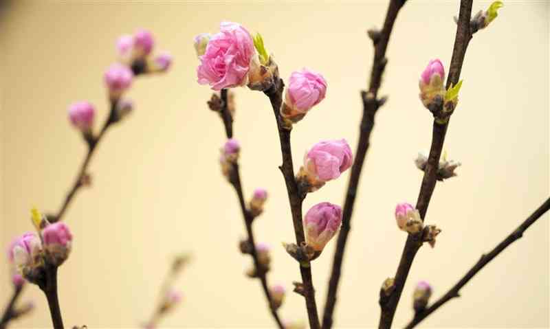 3月3日の桃の節句を前に入荷が本格化しているハナモモ＝21日、熊本市中央区