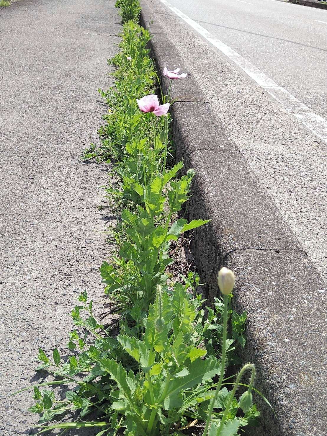 違法ケシ 除去してもまた自生 熊本市で目撃相次ぐ 熊本日日新聞社