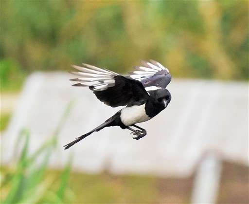 カササギ 八景水谷公園に姿見せる 熊本日日新聞社