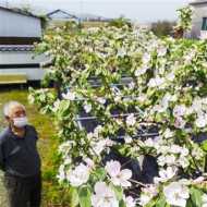 マルメロ の花 見ごろ 宇土市走潟 熊本日日新聞社