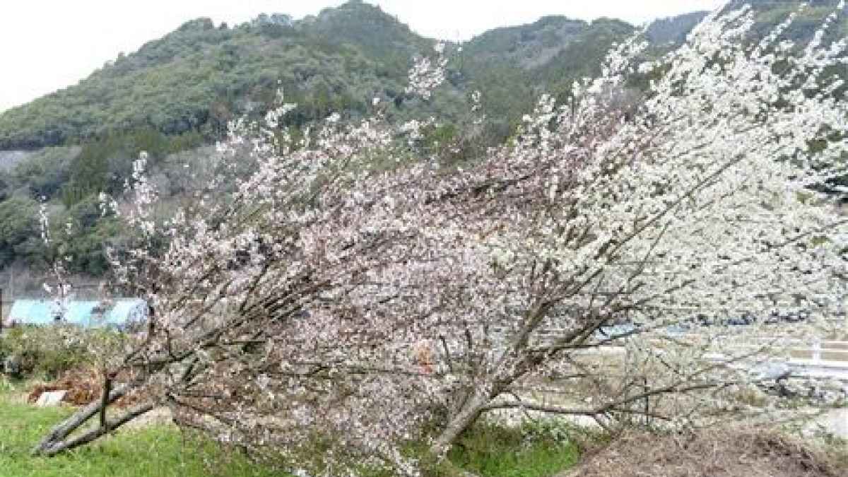 濁流耐えた スモモ満開 熊本県八代市坂本町 熊本日日新聞社