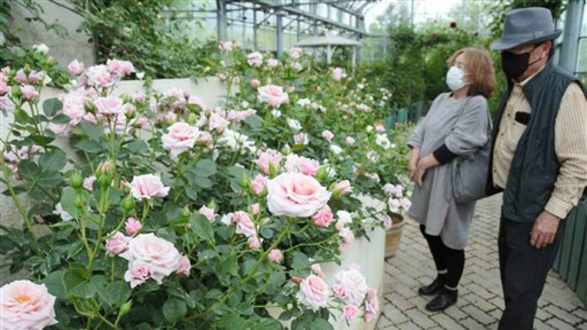 はな阿蘇美バラ園 無料開放始まる ５月上旬が見ごろ 熊本県阿蘇市 熊本日日新聞社