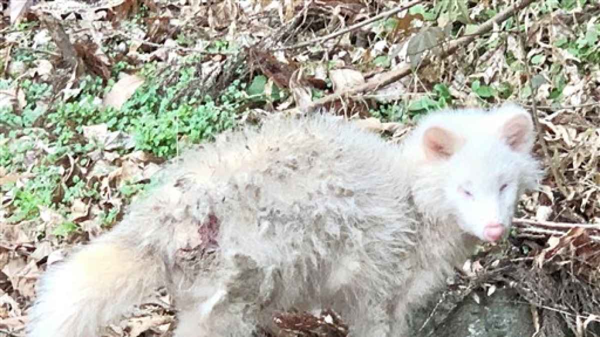 縁起が良い 白いタヌキ 植木町の寺にお出まし 突然変異のアルビノか 熊本日日新聞社