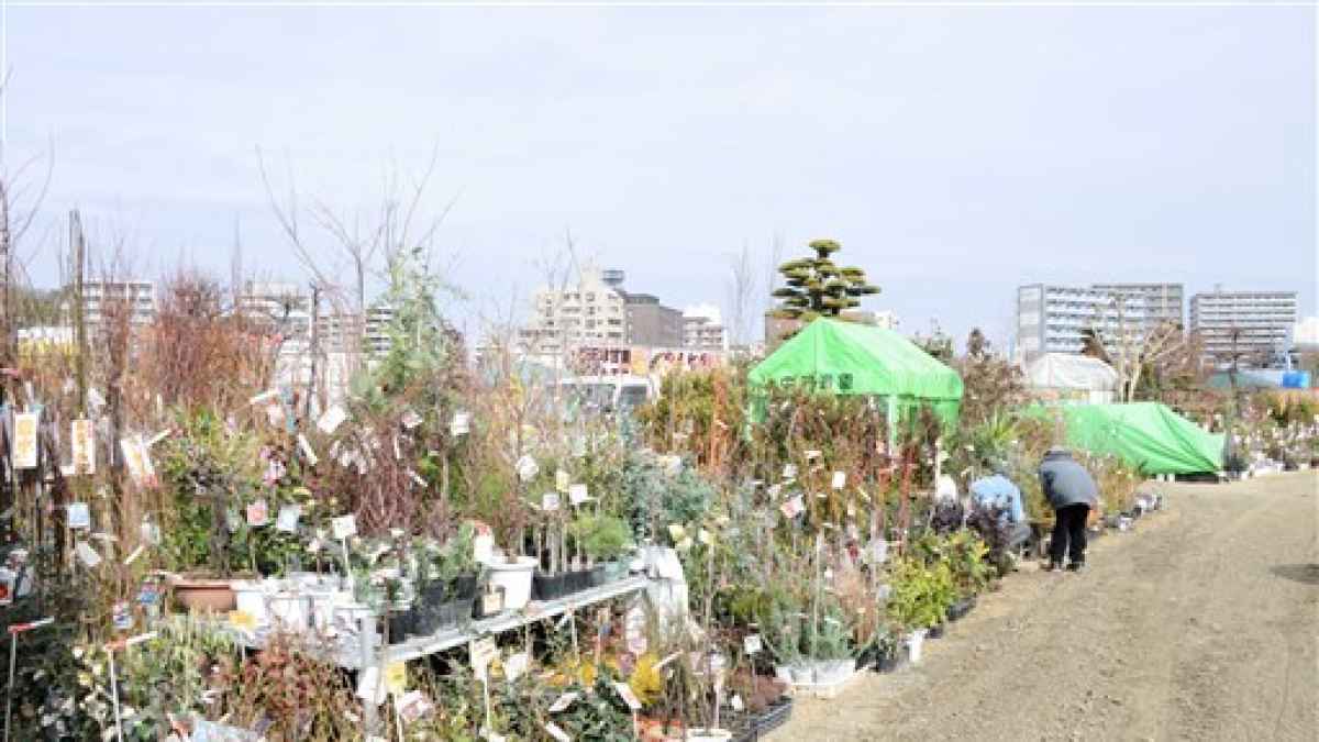 春の植木市 ２月１日開幕 熊本市の白川河川敷 熊本日日新聞社