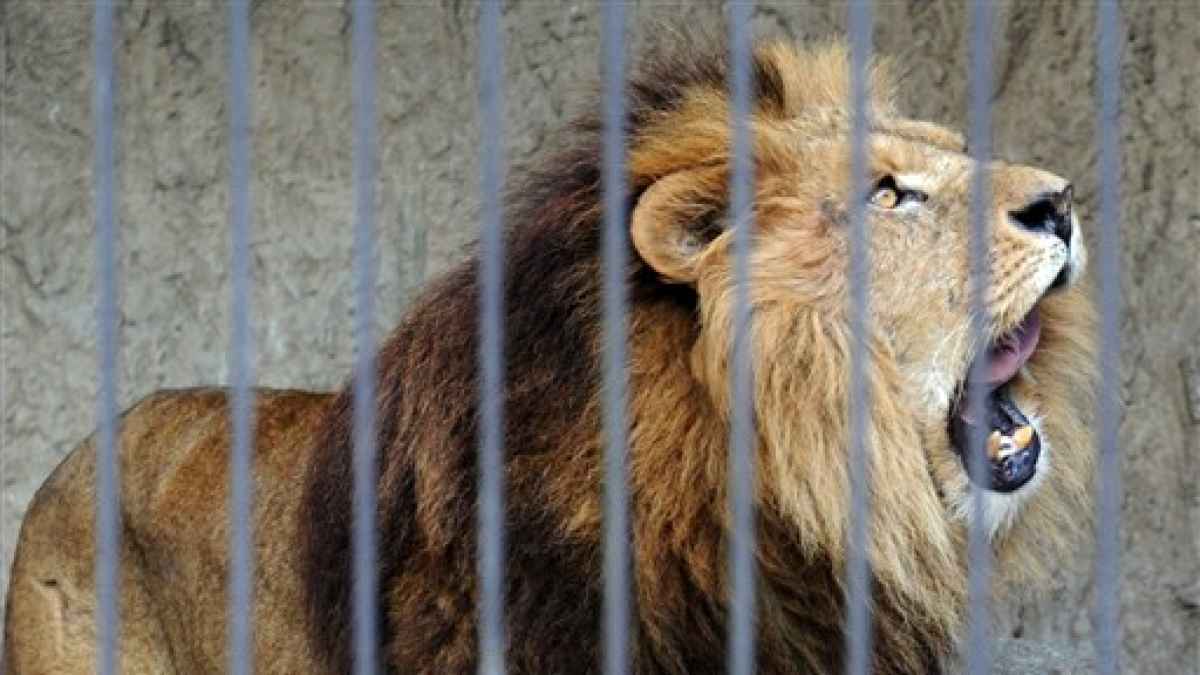 ライオン逃げた 熊本地震のデマ 熊本市動植物園あの時 国内初の猛獣県外避難 余震に脅えた動物たち 熊本日日新聞社