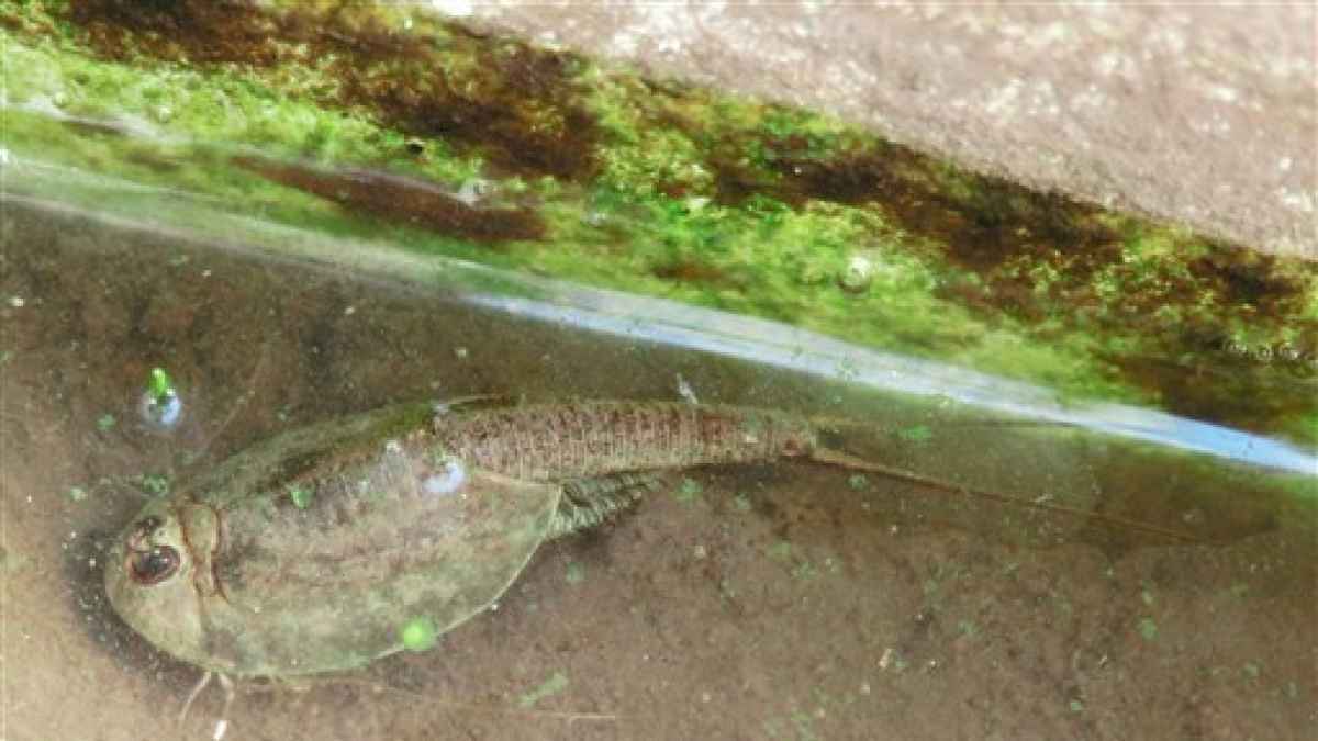 アメリカカブトエビ 水の刺激 卵目覚める 熊本日日新聞社