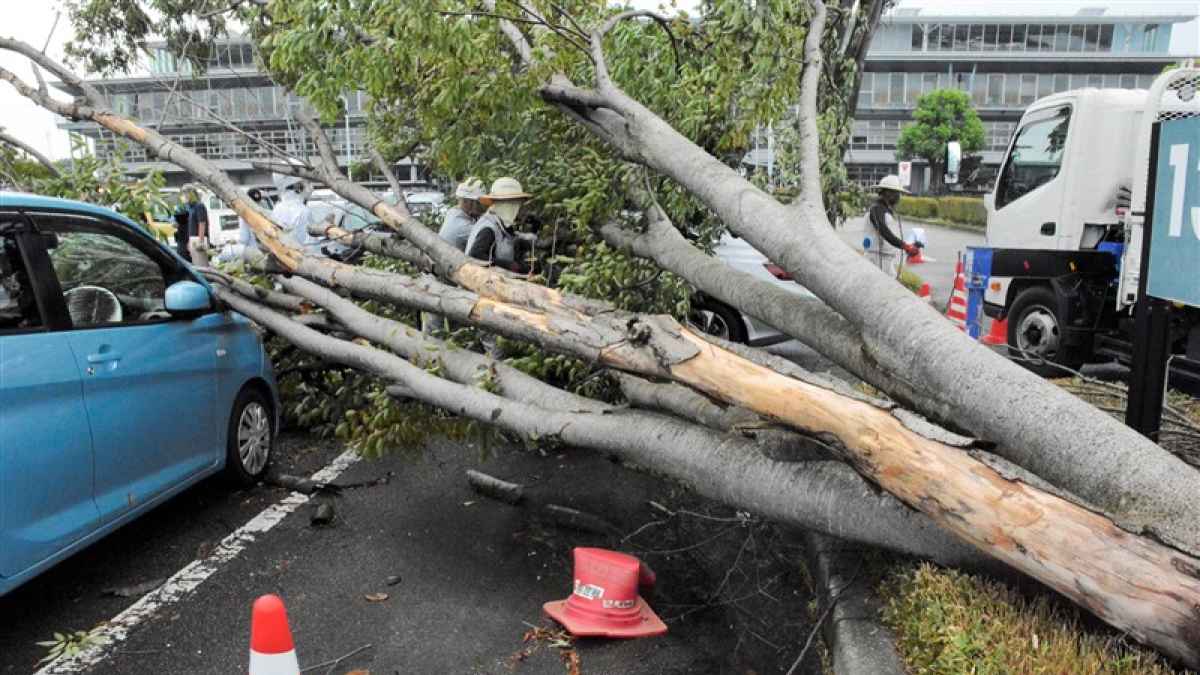 めりめりと音が 樹木倒れ車が下敷き 菊陽町の熊本県運転免許センター 熊本日日新聞社