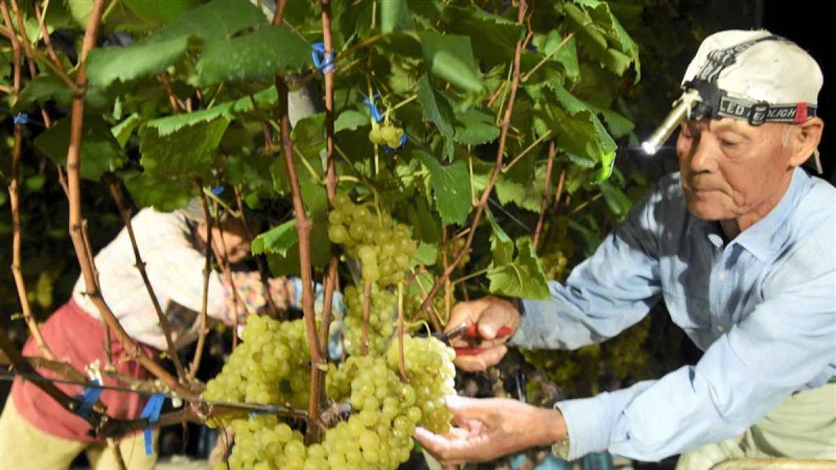 黄緑色の輝き、最高のワインに 「菊鹿ナイト・ハーベスト」用ブドウ