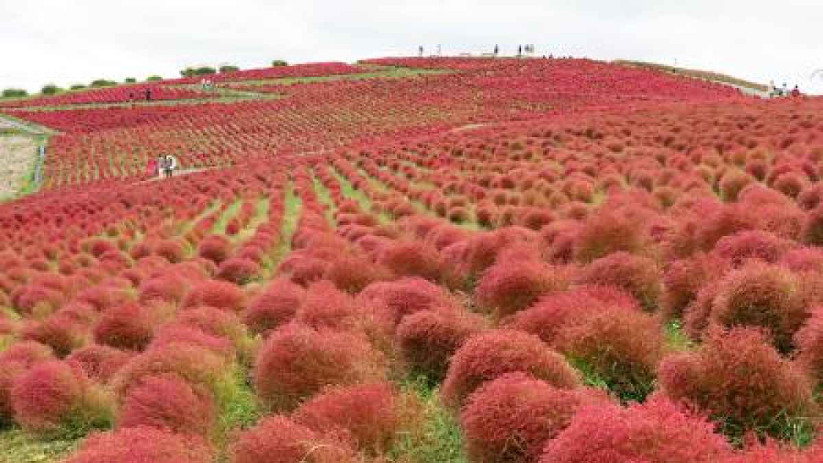 ふんわりコキアが見頃に 茨城 ひたち海浜公園 真っ赤に３万本 共同通信 熊本日日新聞社