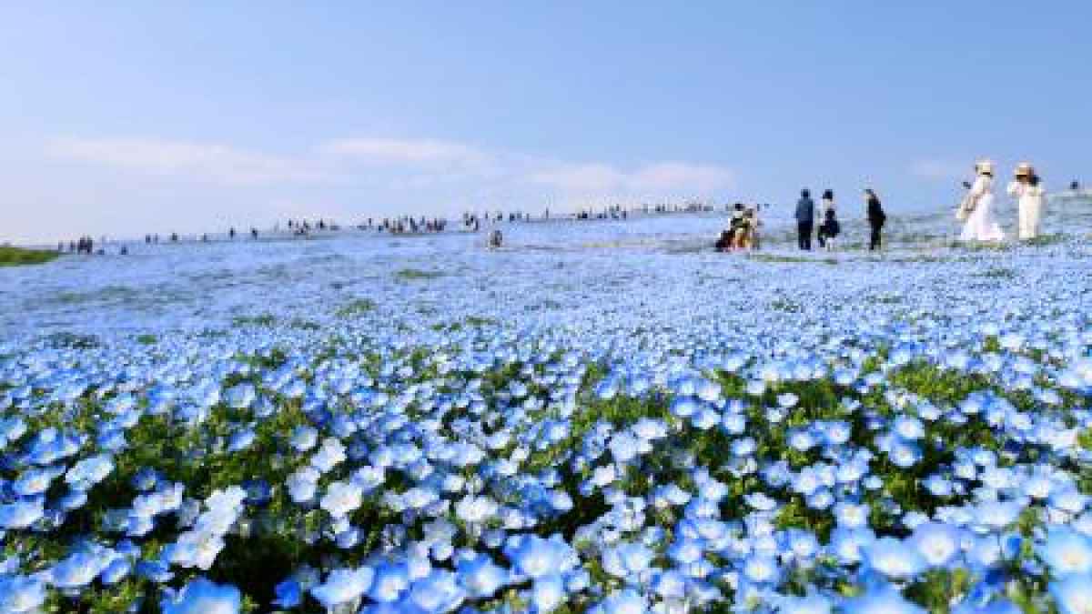 丘一面 青空色に染まる ５３０万本 ネモフィラが見頃 共同通信 熊本日日新聞社